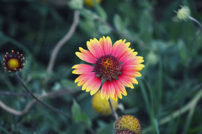 Close-up of yellow flower