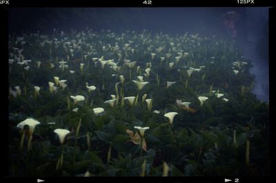 Close-up of white flowers blooming in field