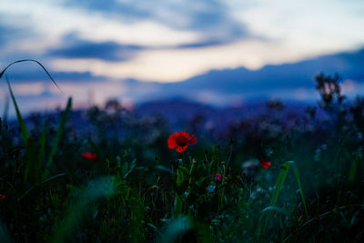 Close-up of red poppy flowers on field against sky