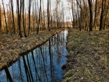 Scenic view of forest