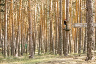 Kid in safety equipment standing on wooden platform on tree and entertaining in adventure park in forest