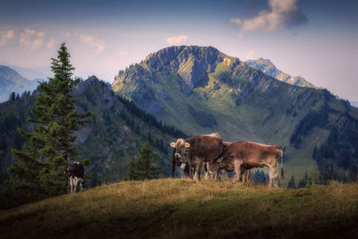 Horses in a field