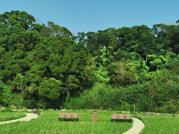 Trees and plants on field in forest against sky