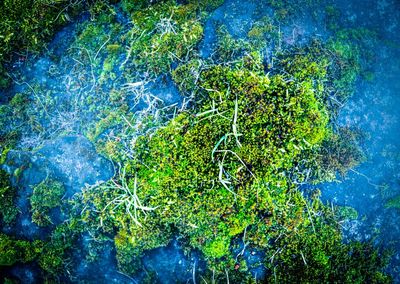 High angle view of plants and trees