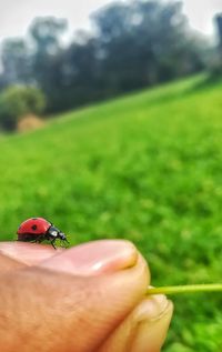 Close-up of ladybug on hand