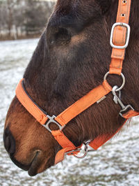 Old blind horse without eye ball. horse with moon blindness lost eye.