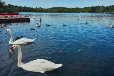 Swans swimming in lake