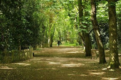 Pathway along trees in forest