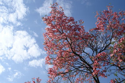 Low angle view of cherry tree against sky