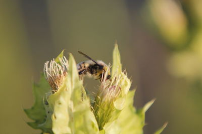 Bee pollinating on buds