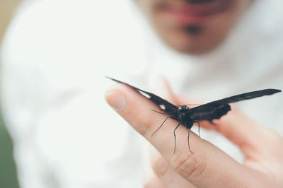 Cropped image of hand holding lizard