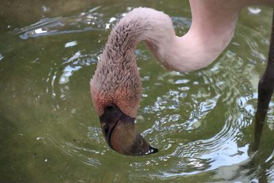 Close-up of swan swimming in lake