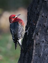 Close-up of a bird perching on tree trunk