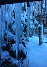 Close-up of frozen trees on landscape