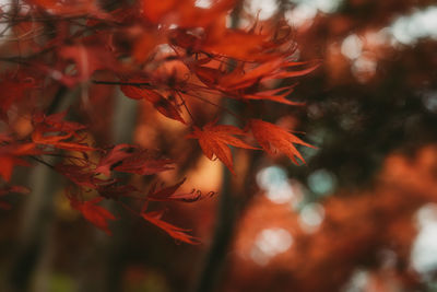 Close-up of maple tree during autumn