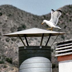 Low angle view of seagulls perching on railing