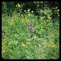 Plants growing on field