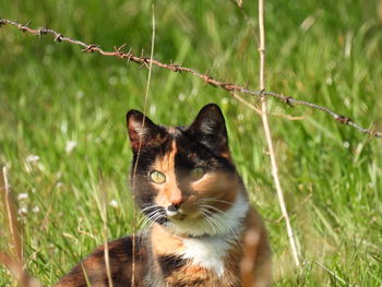 Portrait of a cat on field