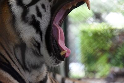 Close-up of a cat yawning