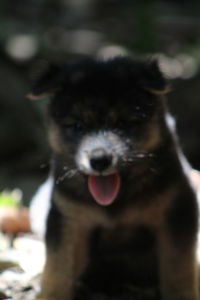 Close-up portrait of a dog