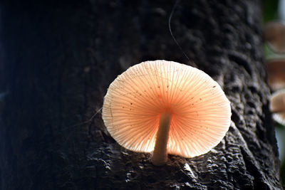 Close-up of mushroom growing on plant