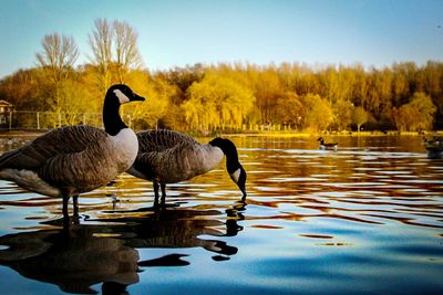 Ducks by lake against sky