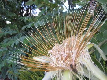 Close-up of flower tree