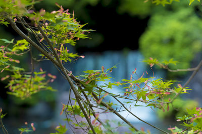 Close-up of fresh green plant