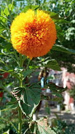 Close-up of flowering plant