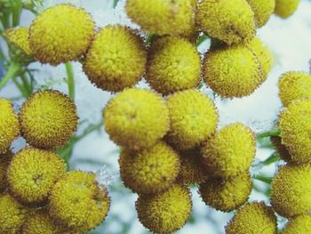 Close-up of yellow flowers