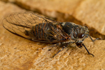 Close-up of insect