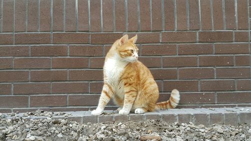 Cat on brick wall