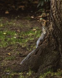 View of lizard on tree trunk in field