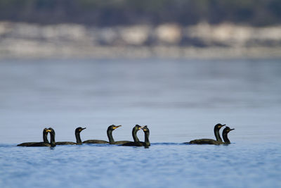 Group of shag swimming in the sea, brijuni national park