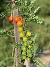 Close-up of tomatoes growing on plant