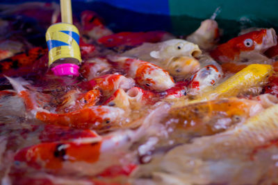 Close-up of koi fish in water