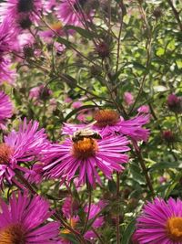 Honey bee pollinating on pink flower