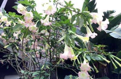 Close-up of flowers