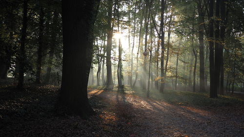 Trees in forest during autumn