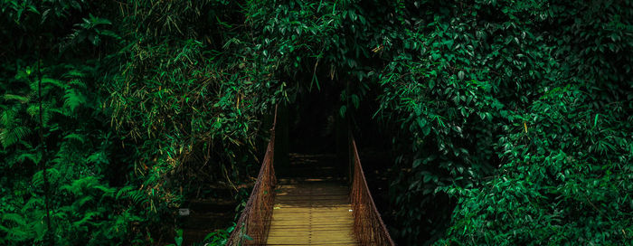 Footbridge in forest