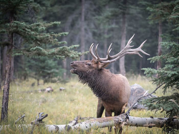 Big bull elk rutting in the forest , jasper np, canada