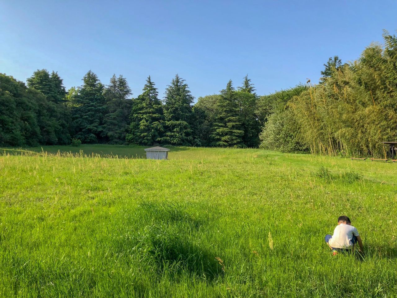 REAR VIEW OF MAN LOOKING AT GRASSY FIELD AGAINST TREES