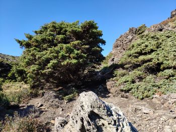 Trees growing on rock against sky
