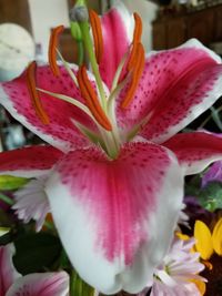 Close-up of pink lily