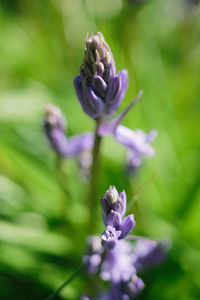 Close-up of purple flowering plant