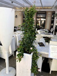 Potted plants on table