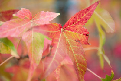 Close-up of red leaves on plant