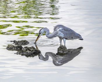 Birds swimming in lake