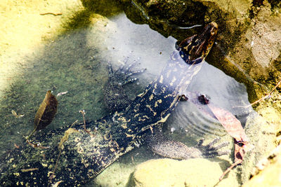 High angle view of turtle in water