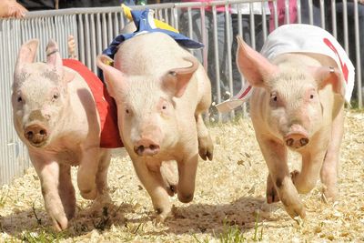 Close-up of pigs running